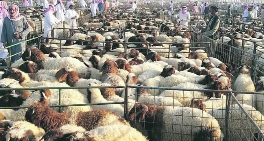"البيئة": تحديد سعر كيلو المواشي خارج اختصاصنا وتطبيق ضوابط البيع بالوزن يبدأ الخميس
