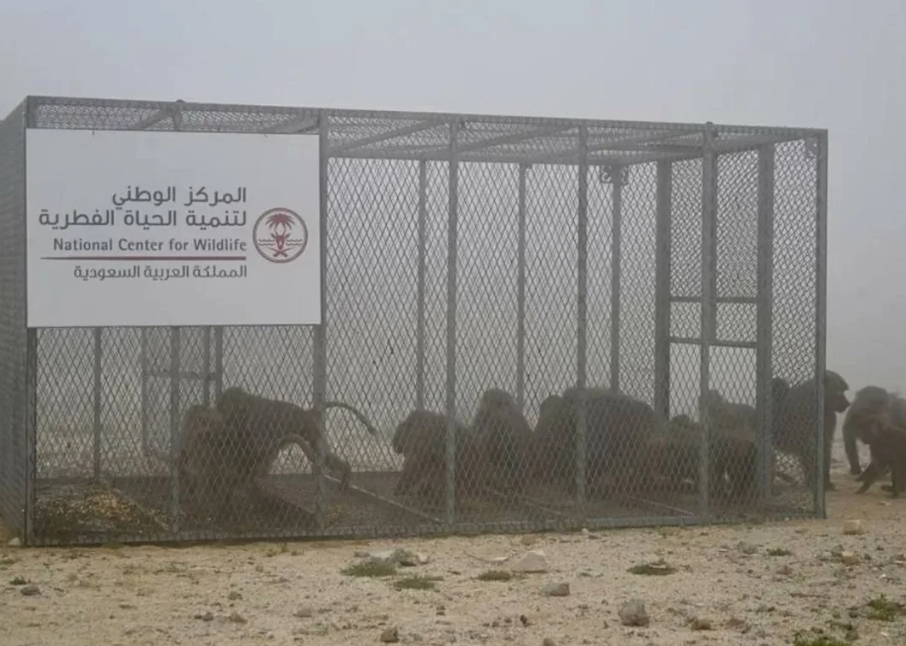 الحياة الفطرية: نعالج مشكلة قرود البابون بالرياض