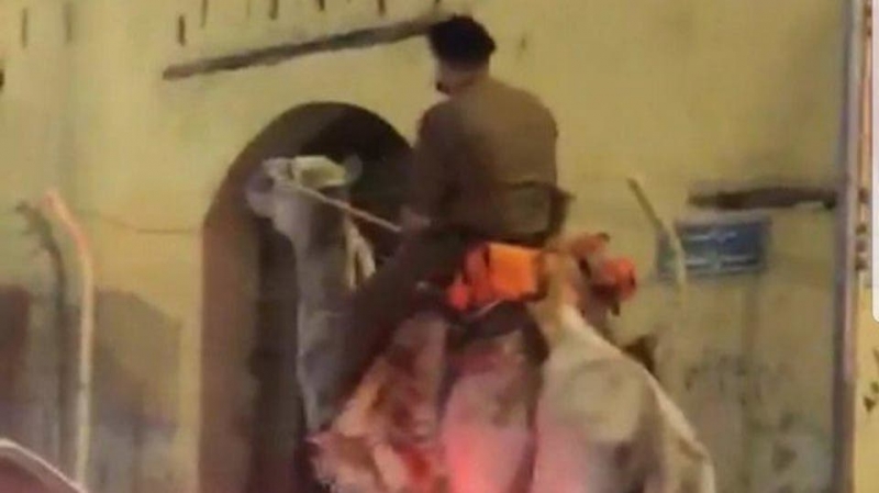 فيديو مثير للجدل في مكة.. "امتطى جملاً بزي عسكري" فيديو مثير للجدل في مكة.. "امتطى جملاً بزي عسكري"